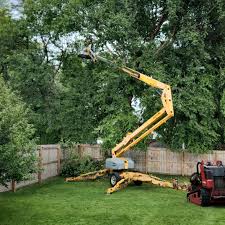 Best Tree Maintenance Programs  in USA